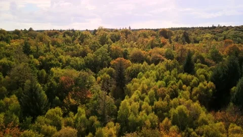 Drone Aerial over the Trees in New Forest, Hampshire, England during Autumn Fall Stock Footage