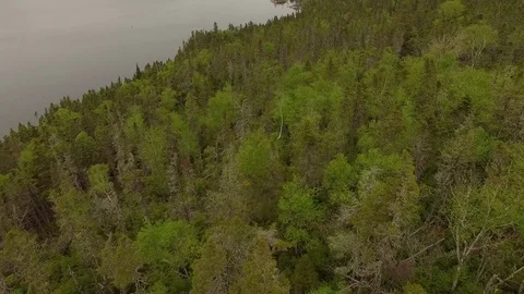 Drone aerial over wilderness forest with lake and trees Stock Footage 84537792
