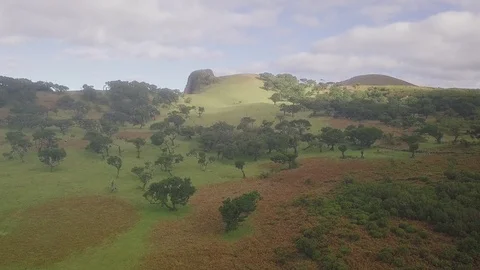 Drone aerial overview of "Fanal" forest in Madeira island, Portugal Stock Footage 120352453