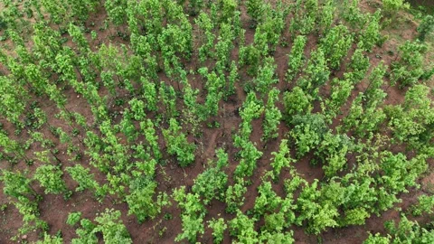 Drone-aerial-pan-left-young-forest-plantation-reforestation-green-trees-sust Stock Footage 340320578