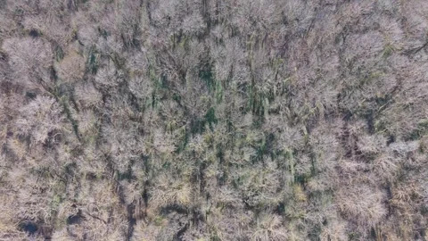 Drone aerial perspective of forest terrain with small flowing river Vidéo 331506029