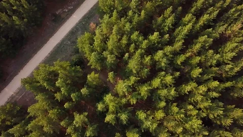 Drone Aerial of Pine Forest in Australia. 動画素材 88767446
