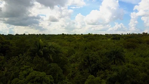 Drone Aerial POV moves parallel to a thick Haitian forest Stock Footage 88972823