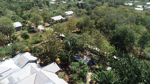 Drone aerial reverse flyover of windy green trees on Indonesian farm Stock Footage 89856265