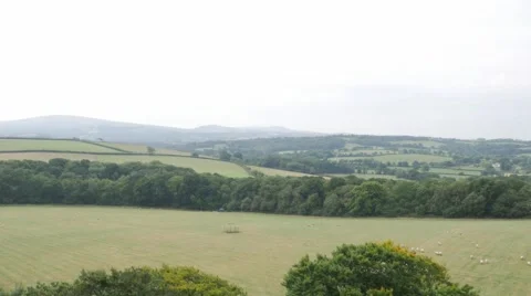Drone aerial rising up tree view dartmoor sheep 4k Stock Footage 68708772