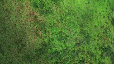 Drone Aerial Rocket Spin Above Grass and Small Trees Stock Footage 317797965