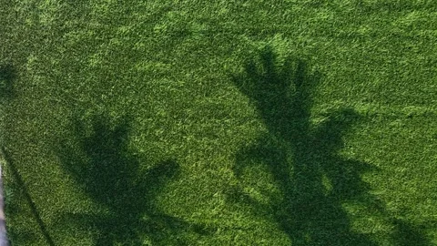 Drone aerial shadow of coconut tree on paddy field Stock Footage 337721887