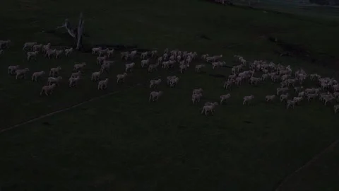 Drone Aerial Of Sheep Flock Moving Across Green Meadow Stock Footage 332684983