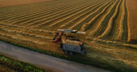 Drone aerial shot of loading golden wheat crop into tractor trailer Stock Footage 144977764