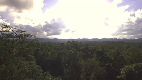 Drone aerial shot of pine forest with sunny sky background Stock Footage 82595124