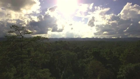 Drone aerial shot of pine forest with sunny sky background Stock Footage 82596203