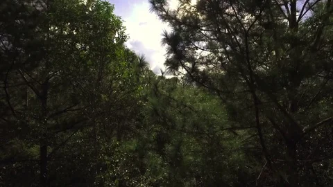 Drone aerial shot of pine forest with sunny sky background Stock Footage 82703605