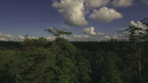 Drone aerial shot of pine forest with sunny sky background Stock Footage 82704655