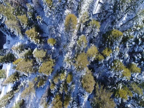 Drone Aerial of Snow Covered Trees Stock Footage 79459536