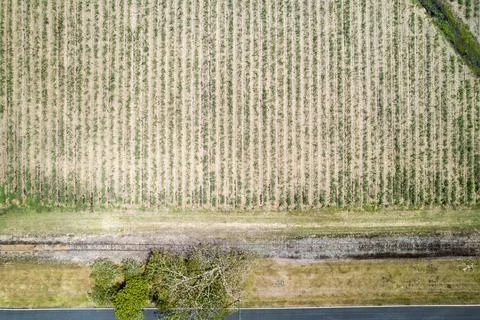 Drone Aerial Of A Sugarcane Paddock Stock Photos