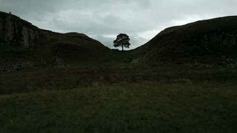 Drone Aerial Of Sycamore Gap, Robin Hood Tree In Northern England Stock Footage 248775897
