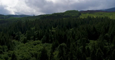 Drone Aerial up Through Tree Canopy to Reveal Oregon Forest Stock Footage 232061403
