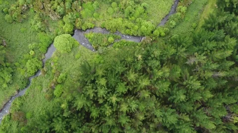 Drone Aerial Top Down of Pine Forest with S-Shaped Creek Stock Footage 317469608