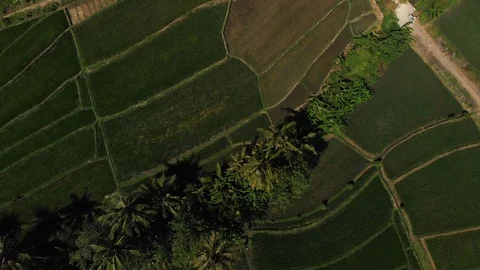 Drone Aerial top down shot of Bali Rise Paddies - 2 of 2 Stock Footage 115030872