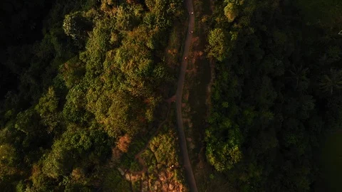 Drone Aerial top down shot of forest hill road - touristic Ubud Campuhan walk Stock Footage 115033097