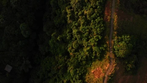 Drone Aerial top down shot of forest hill road - touristic Ubud Campuhan walk Stock Footage 115034825