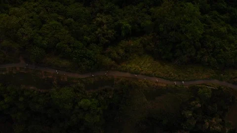Drone Aerial top down shot of forest hill road - touristic Ubud Campuhan walk Stock Footage 115036775