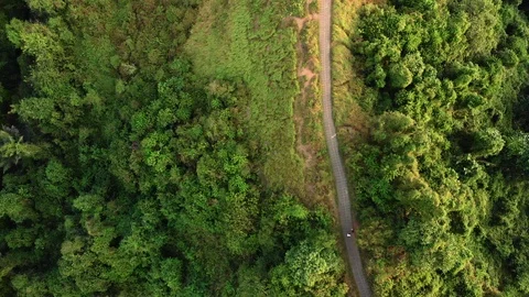 Drone Aerial top down shot of forest hill road - touristic Ubud Campuhan walk Stock Footage 115046272