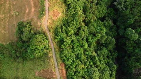 Drone Aerial top down shot of forest hill road - touristic Ubud Campuhan walk Stock Footage 115046754