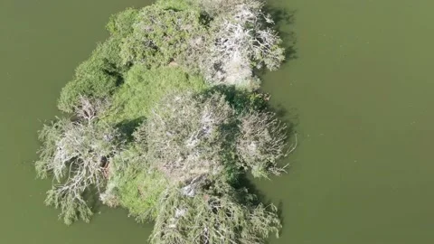 Drone aerial top down shot of a bird isl... | Stock Video | Pond5
