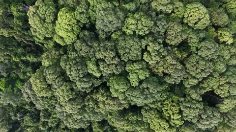 Drone aerial top-down view of tropical forest canopy Stock Footage 337984819