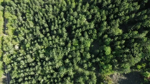 Drone aerial top down view video showing a green forest with a narrow dirt road Stock Footage 342608583