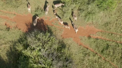Drone aerial top down of zebra herd in the wild casting long shadows in Stock Footage 236542701