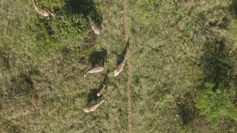 Drone aerial top down of zebra herd in the wild casting shadows Stock Footage 236542922