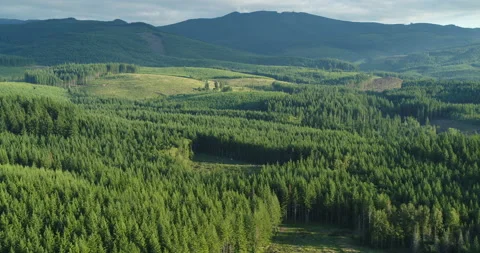 Drone Aerial Toward Logging Clear Cut Near Mt Hood in Oregon Stock Footage 232178246