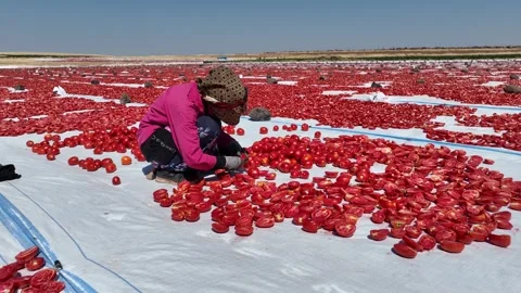 Drone Aerial View of Agricultural Worker Cutting Tomatoes for Drying in the Stock Footage 336609934