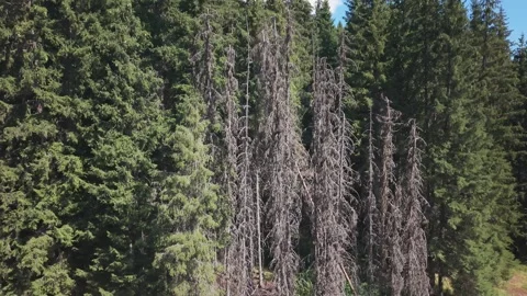 Drone Aerial View Ascending Upwards Revealing Dead Dry Pine Trees in Bijambare  스톡 동영상 343675911