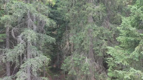 Drone Aerial View Ascending Vertically Upwards  Stock Footage 343675211