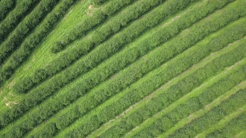 Drone aerial view of beautiful arabic coffee plantation on farm in Minas Gerais, Stock Footage 170310248