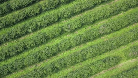 Drone aerial view of beautiful arabic coffee plantation on farm in Minas Gerais. Stock Footage 170310249