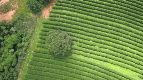 Drone aerial view of beautiful arabic coffee plantation on farm in Minas Gerais Stock Footage 170310262