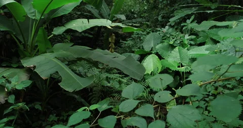Drone aerial view of beautiful small creek in tropical rainforest Stock Footage 140237653