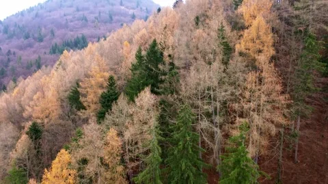 Drone aerial view from below upwards, colorful autumn mixed forest landscape Stock-Footage 295952656