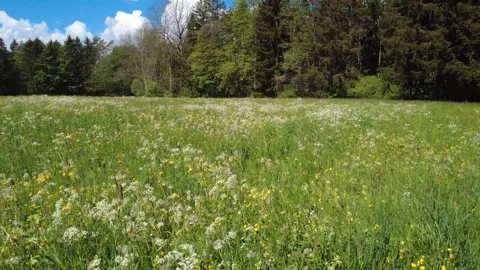 Drone aerial view of blooming spring meadow and green fields in May Stock Footage 336466670