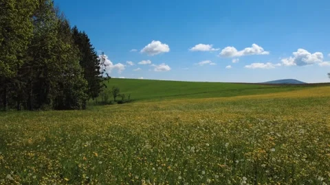 Drone aerial view of blooming spring meadow and green fields in May Stock Footage 336466697