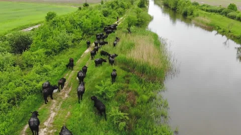 Drone Aerial View Of Buffalo Herd Grazing On The River Green Bank Stock Footage 195107261