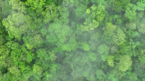 Drone aerial view captures dense forest shrouded in fog. Stock Footage 309849094