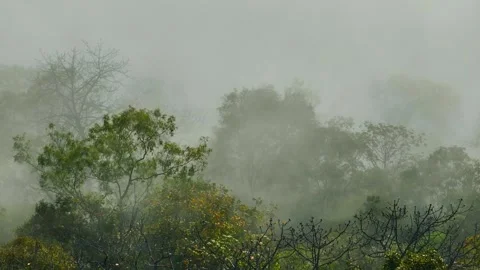 Drone aerial view capturing forest trees emerging through mist. Stock Footage 324833244