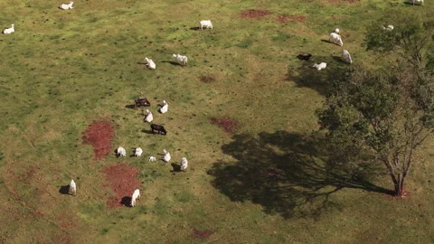 Drone Aerial View of Cattle Grazing in Pasture Stock-Footage 336335945
