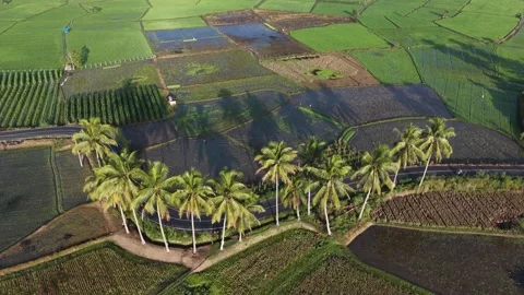 Drone Aerial View of Coconut Trees and Long Morning Shadows in Rice Fields Stock Footage 346008503