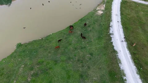 Drone Aerial View Cows Moving Along Rural Path Stock-Footage 329366881